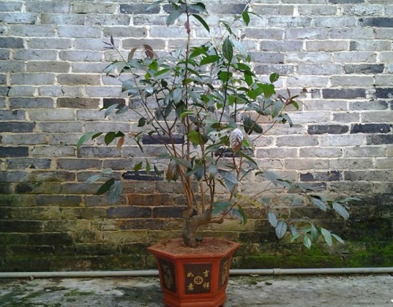 金花茶盆栽