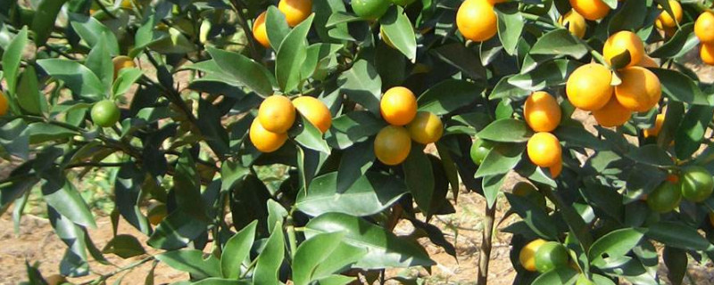 橘子树的养殖方法
